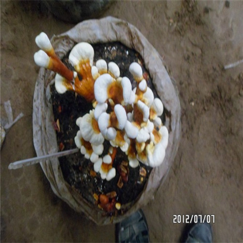石家庄灵芝孢子粉_按需定制