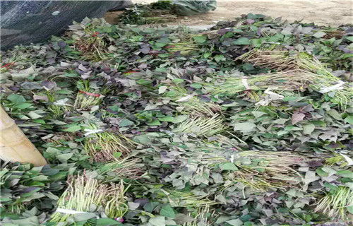 攀枝花高产脱毒红薯苗批发零售
