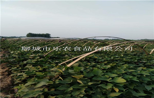 攀枝花高产脱毒红薯苗厂家联系