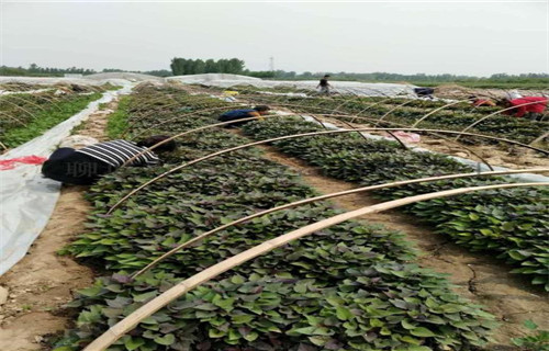 珠海高产脱毒红薯苗品种多样