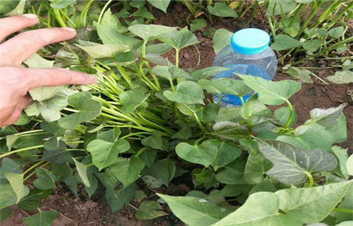 攀枝花高产脱毒红薯苗厂家联系