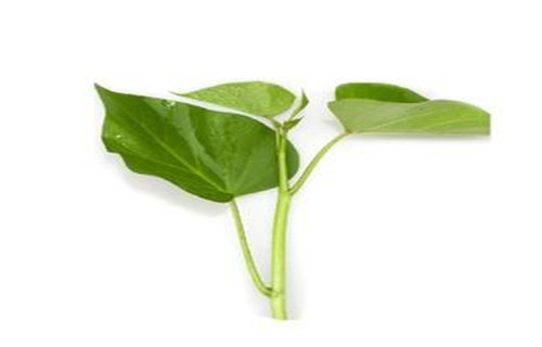 珠海高产脱毒红薯苗可以吃吗