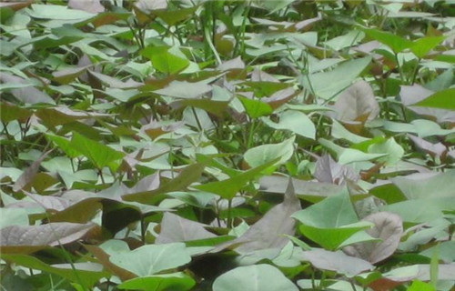 河北番薯苗(紫薯苗)种植基地