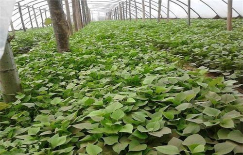 珠海高产脱毒红薯苗品种多样