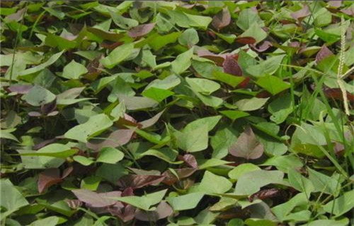河北番薯苗(紫薯苗)种植基地