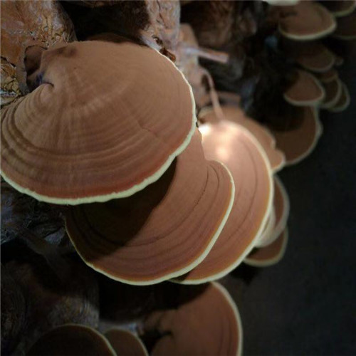 石家庄灵芝孢子粉_按需定制
